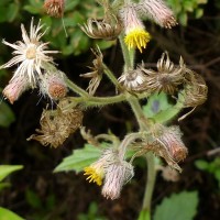Blumea hieraciifolia var. flexuosa (C.B.Clarke) Randeria